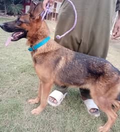 wolf shepherd female for sale