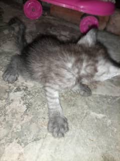 dubal cot Persian kittens