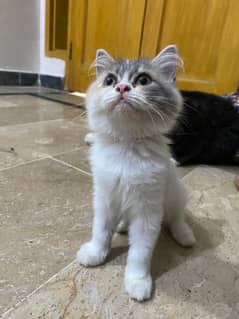 kittens