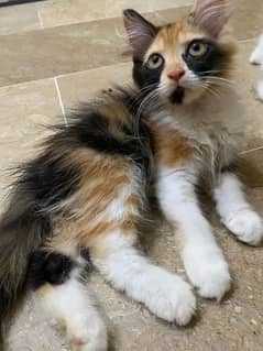 kittens