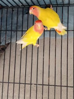 love birds pair