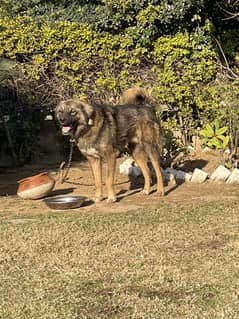 Russian Shepherd. . ! Unique and raised in Pakistan,