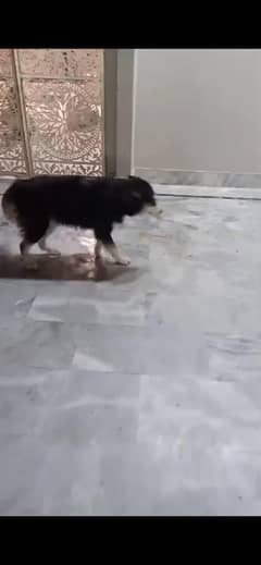 Husky