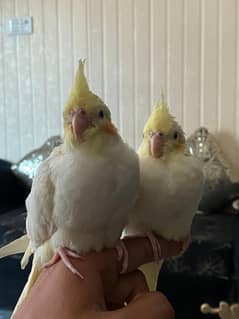 cocktail pairs and raw chicks