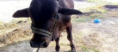 Cow