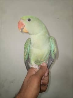 Kashmiri Raw Male Hand Tammed, Age 8 months.