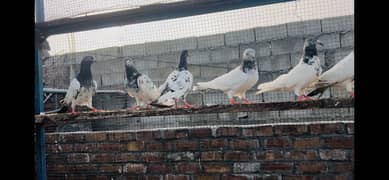Rawalpindi Girja road mere paas 22 Kabooter Hain