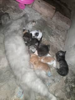 dubal cot Persian kittens