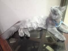 Persian cat smokey gray colour with Hazel yellow eyes, age 4 months