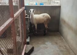 Healthy and active Female sheep for sale age 12 months