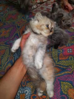 Triple coated Persian kittens for sale