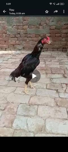 aseel murga