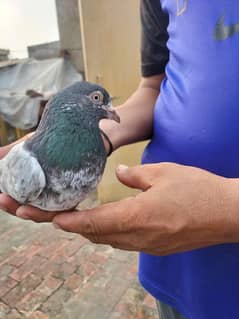 Pegion For Sale
