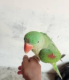 Raw parrot male