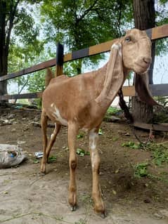 Bakri for sale