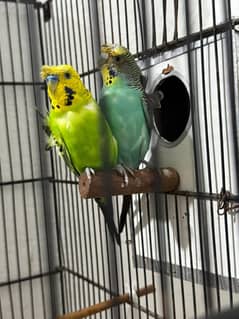 Hogoromo Breed pair. with 3 portion cage