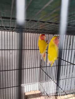 2 breeder pair
