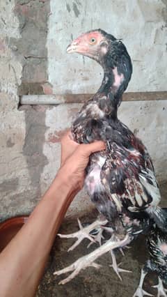 aseel patthe