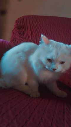 Persian cat with colour