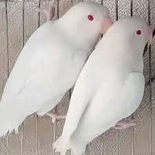 breaker pair Available