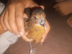 pur mianwali chick