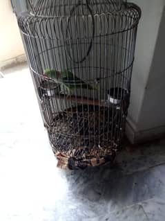 Pahari parrot