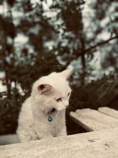 Cats for sale