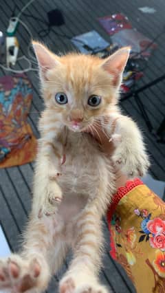 kitten for adoption