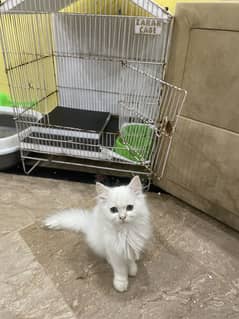 Persian female cat for sale