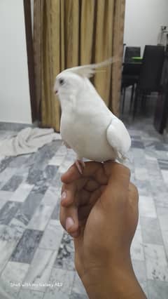 cocktail hand taim