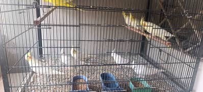 healthy birds availabe for sale - cocktail