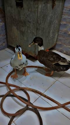pair of duck