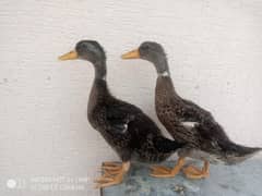 Ducks