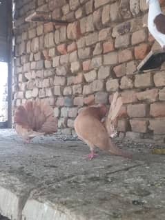 English Fantail breeder pair