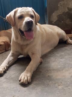 Labrador male stud available