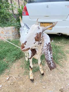teddy bakra for sale