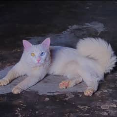"White Beauty With Magical Eyes – A Real Life Angel!"