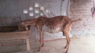 makhichini sahiwal ki desi bakri
