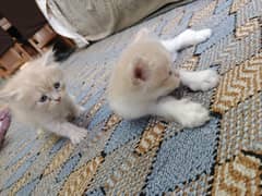 Persian Kittens for Sale