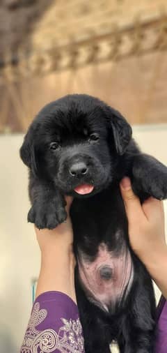 labrador