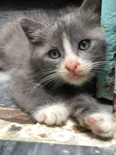 Persian Male Kittens