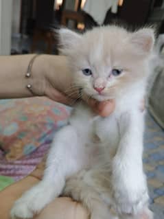 Persian Kittens For Sale