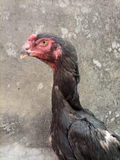 black Aseel shamo female
