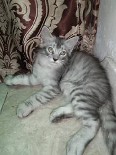 persion male kitten