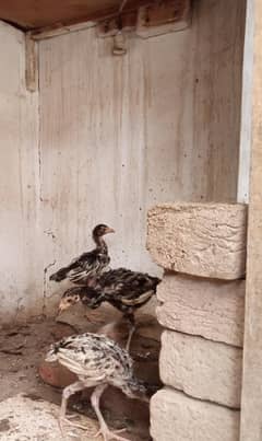 black mushka chicks