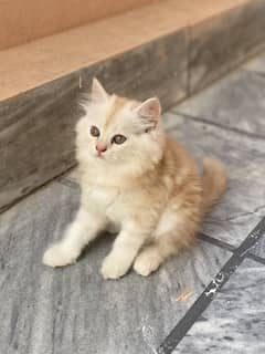 2 Months healthy and fluffy doll face kittens for sale