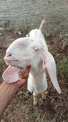 pure rajan puri male and female for sale