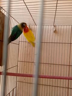 parblue split Ino Female lutino split Ino confirm pair DNA