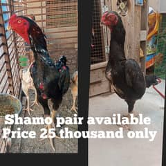 top quality 0 shamo breeders & chicks both