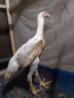 white shamo male age 5 mounth